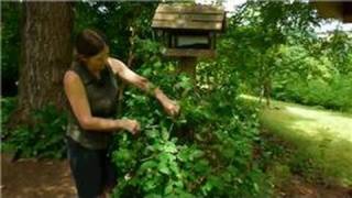 Famous Transplanting & Maintaining Garden Perennials : How to Care for Honeysuckle Wealth