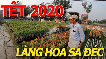 Ngỡ ngàng LÀNG HOA SA ĐÉC TẾT 2020 - bà con RỐT RÁO chuẩn bị hàng hóa DỊP TẾT CANH TÝ