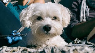 Do Maltese Dogs Require a Lot of Attention?