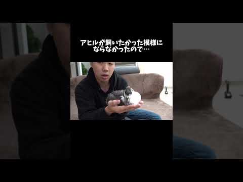 アヒルが飼いたかった模様にならなかったので今後のお話 #shorts