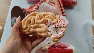 Cat Anatomy Model