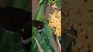 Butterfly flutteringnectarixorabeautifulnature butterflycanon200dmarkii flutterpositivevibes