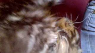 Maine Coon Peaty snuggletime by Christian Macha 947 views 14 years ago 1 minute, 6 seconds