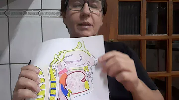 Qual o órgão onde é comum a passagem do alimento e do ar?
