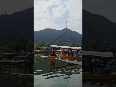 Dal lake sri nagar shree nagar #shorts