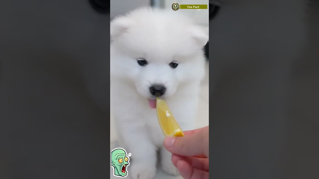 Dogs vs Lemons FUNNY 