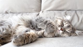 Poor Cat having a nightmare by The Fluffiest 3,651 views 2 weeks ago 1 minute, 23 seconds
