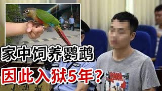 深圳一小伙捡到鹦鹉后饲养竟因此入狱5年后才发现连买卖金鱼都属犯法