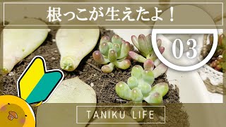 多肉植物 葉挿しも挿し木も成長期 経過報告 Youtube