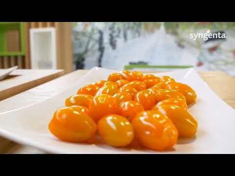Syngenta Vegetable Seeds: