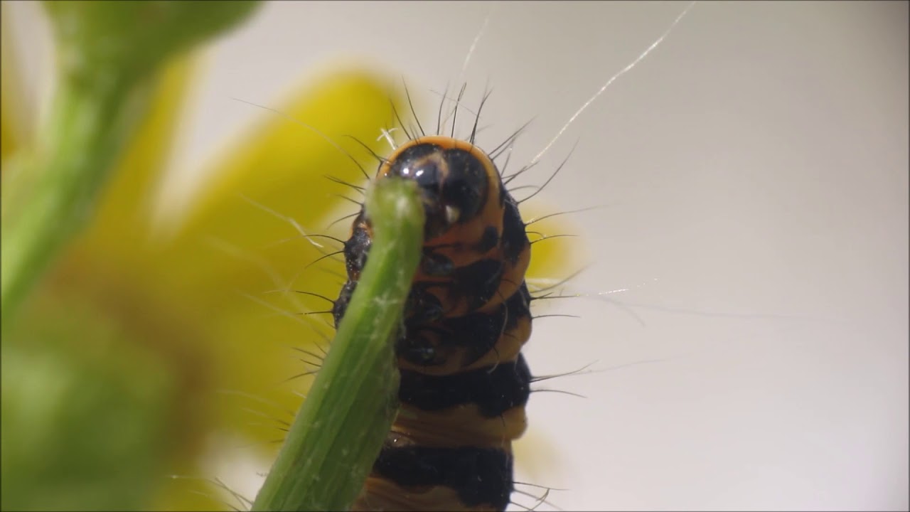 The Cinnabar Caterpillar