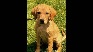 #goldenretriever #puppy