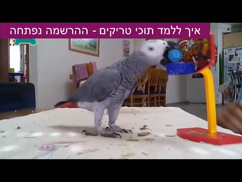 וִידֵאוֹ: איך מלמדים תוכי לשחק