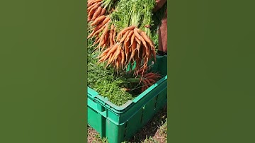 Harvest carrots with us!