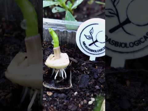 Video: Variedades de plantas de ajo: aprenda sobre los tipos comunes de ajo en los jardines