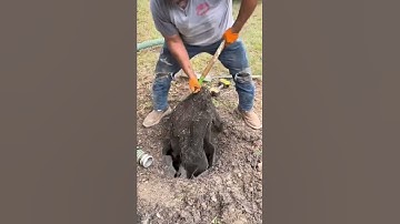 Tree Roots in Septic Tank #shorts
