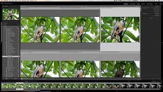 Lightroom Quick Tips - Episode 87: Grid View Info