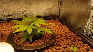 Growing legal cannabis in organic aquaponic system indoors