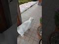 【猫動画】やばっ❗️アイツがいる‼️🙀