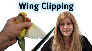 How to clip your birds wings | Pros and cons on clipping your birds wings