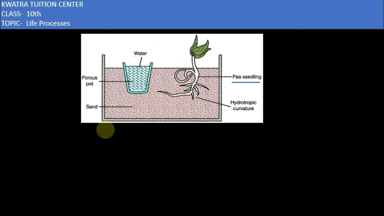 Q10. Design an experiment to demonstrate hydrotropism. - YouTube
