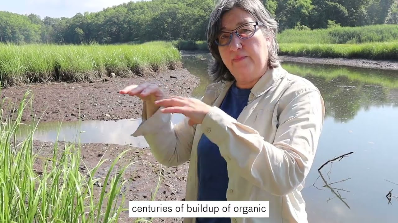 Wetland Wise: What is a Salt Marsh?