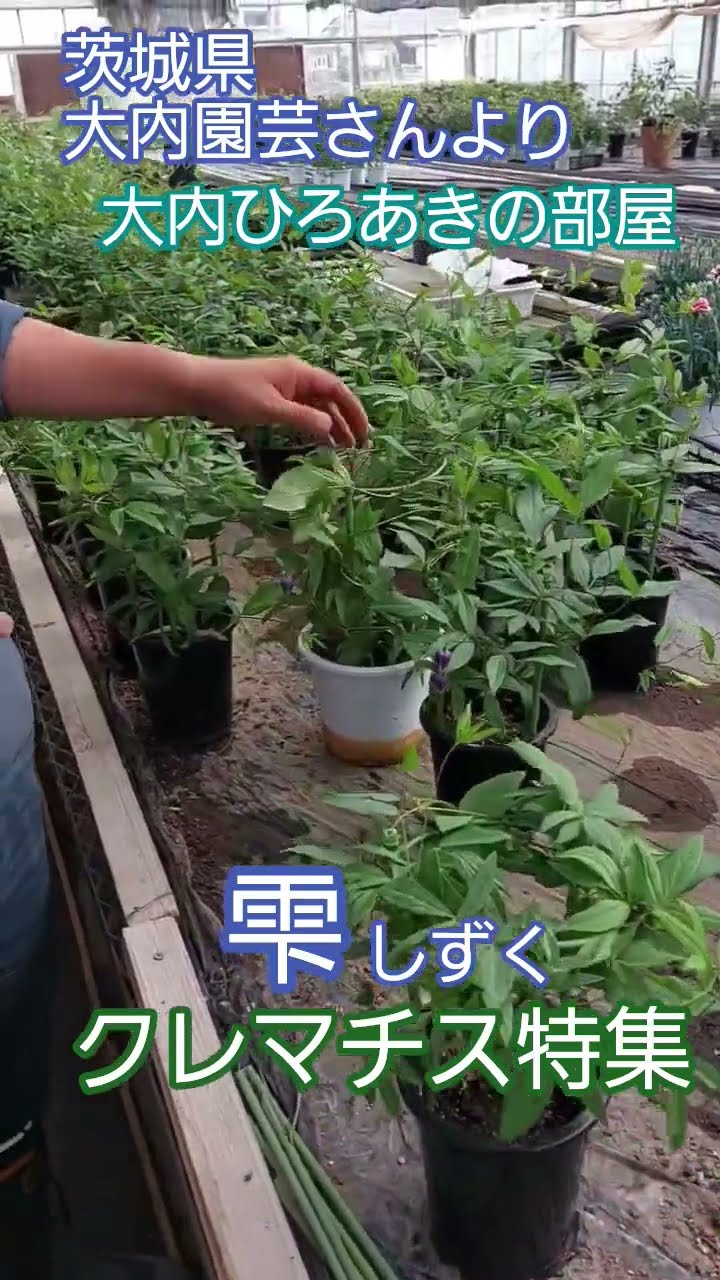 From Ouchi Gardening in Ibaraki Prefecture❗Hiroaki Ouchi's Room