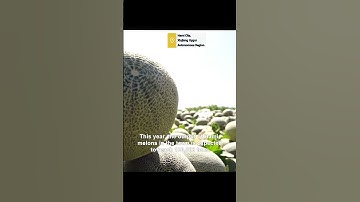 New techniques help ensure bumper Hami melon harvest in Xinjiang