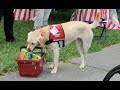 Service Dogs IN ACTION! (VLOG 10)