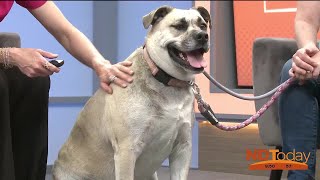 ND Today: Furry Friends Rockin’ Rescue