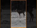 il capriolo è un ruminante e brucatore selettivo#shorts