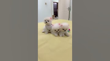 Tik Tok Chó Phốc Sóc Mini Siêu Dễ Thương | Funny and Cute Pomeranian