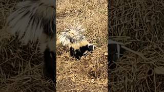 Another one?!!      Cool colors on this 🦨 skunk #stinky #trapping #iowa Wealth