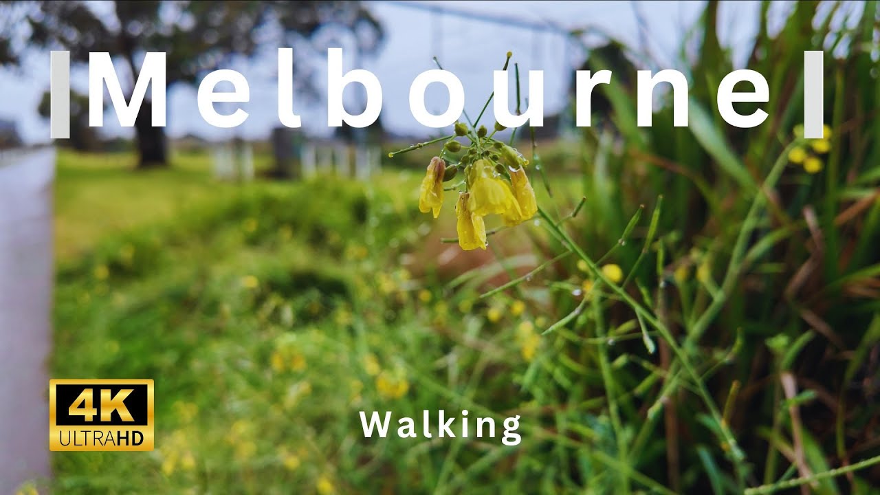 4K Rainy Day Walking | Melbourne Suburb | Quiet Park | Rain sound