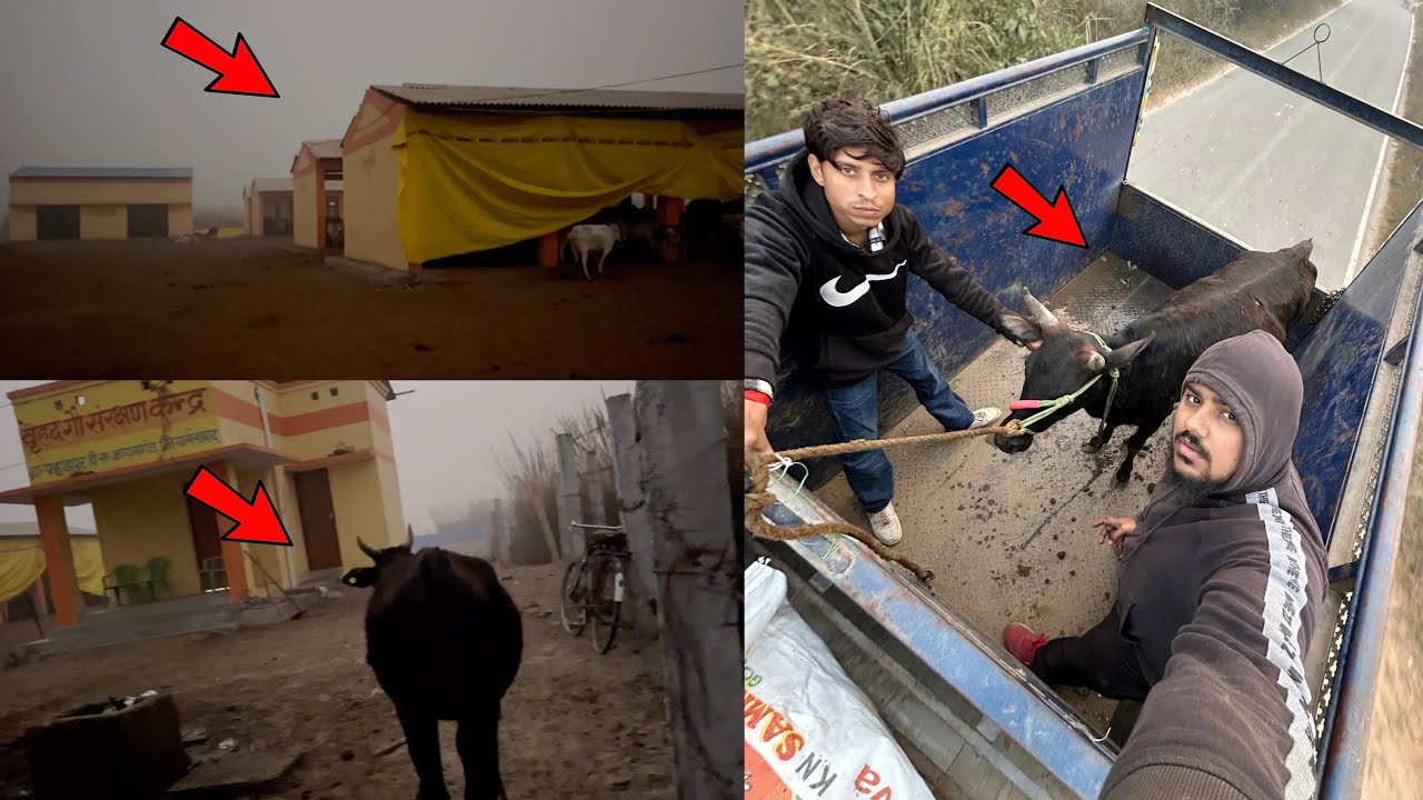 TREVEDI को GauShala ही Bhejna पड़ा🫩लेकिन अच्छी है Ye 