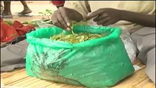 Miraa Khat Edulis Lovers Say It Helps In Ubstaining From .