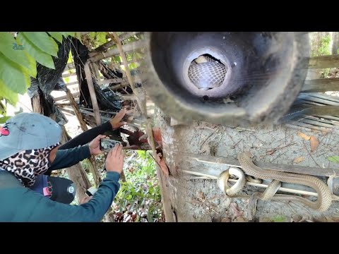 Mga cobra ipinahuli ni kapitan sakanyang bukid. Natagpuan ang ibang ahas sa loob ng kawayan