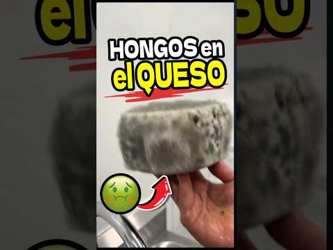 Queso con hongos? Es comestible! 🤢🤮 #queso #hongos #comidasextrañas #curiosidad