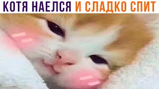 СРОЧНЫЕ КОТОНОВОСТИ! Котя наелся и сладко спит!))) Приколы с котами | Мемозг 913