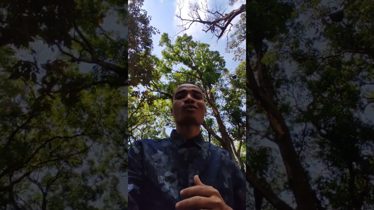 Patalkot is a valley in the Tamia tehsil of Chhindwara district in Madhya PRADESH 