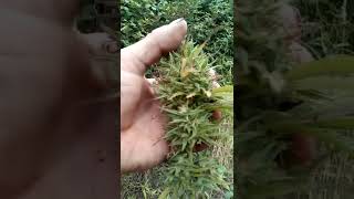 Pink Panties site. Guerilla Breeding Gorilla Grow UK Outdoor Cannabis strains Genetics Seeds 2023