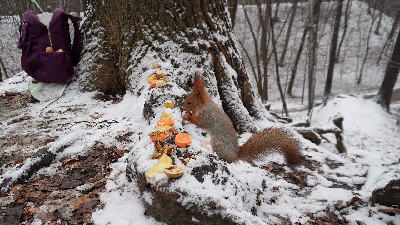 Бельчонок Рыжие Ушки и бельчонок Малыш
