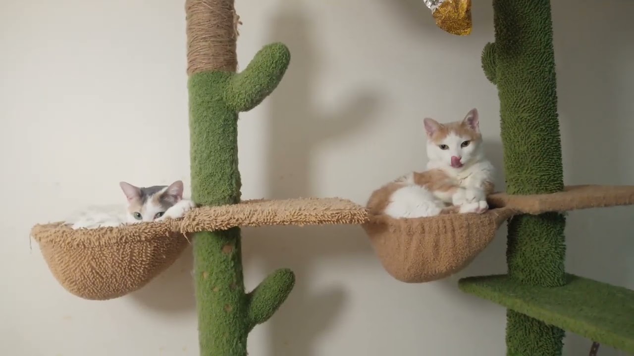 In their peaceful era