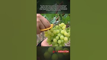 Precision Grape Harvesting Process by Hand #shorts