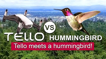 Tello VS Hummingbird - Filming a Hummingbird with the Tello Drone! - TOO COOL!