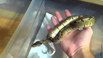 Ball python collection