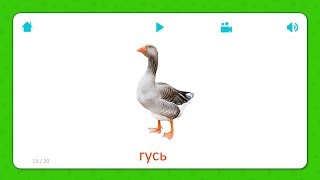 Гусь - Карточки Для Детей - Домашние Животные - Карточки Домана Гусь - Карточки Для Детей - Домашние Животные - Карточки Домана