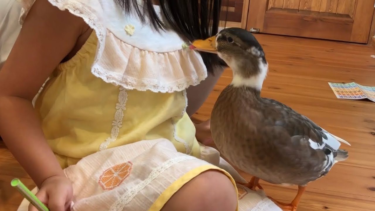 お姉ちゃんが好きすぎるコールダック。