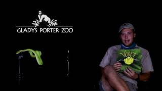 World Snake Day with Gladys Porter Zoo