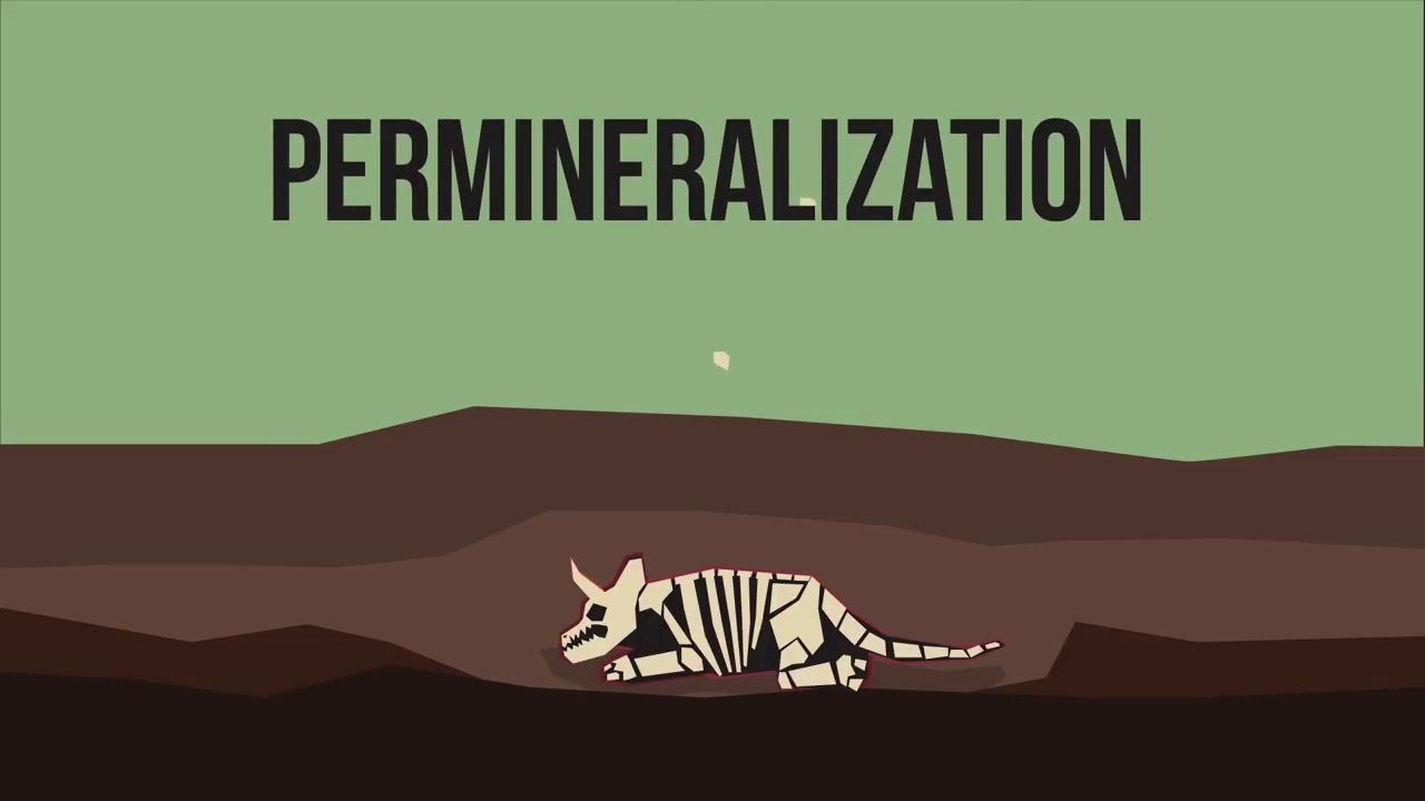 How Do Fossils Form? - YouTube